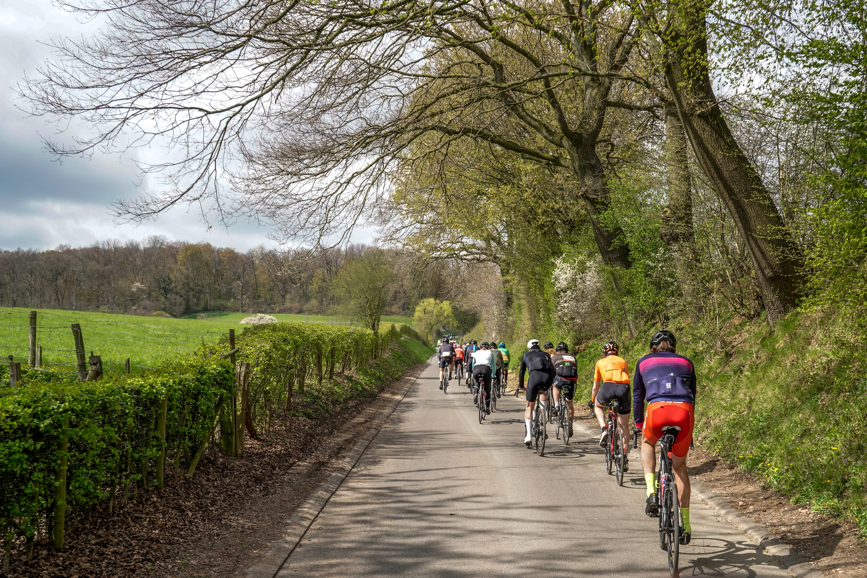 Cyclists passing along a beautiful tree-lined road during the Amstel Gold Race